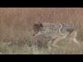 Groups ask federal government to protect coyotes based on similarity to Mexican gray wolves