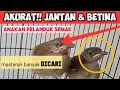 Lagu CARA MEMBEDAKAN ANAKAN PELANDUK SEMAK JANTAN DAN BETINA | BURUNG MASTERAN ❤️🎶