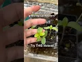 Download Lagu Easiest way to grow sunflowers — guaranteed 🌻 #gardening