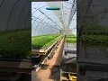 Download Lagu Hydroponic Lettuce greenhouse