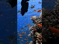 Download Lagu Deep Ocean 🌎 #youtubeshorts #love