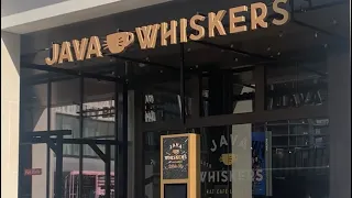 JAVA WHISKERS CAT CAFE -White city and Westflied mall