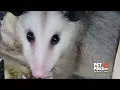 Truth about Opossums