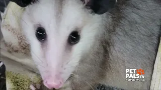 Truth about Opossums