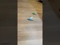Download Lagu Kunnen vogels besmet raken met corona - COVID-19? Parkieten papegaaien kromsnavels