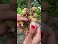 Download Lagu Amazing Longan Fruit #longanfruit