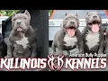 U CANT BEAT OUR PRICES FOR OUR AMERICAN BULLY PUPPIES