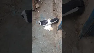 سلام يا صحبي  سلام يا صحبي