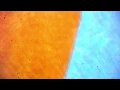Bacteria in expired food coloring real image