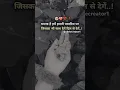 Download Lagu Ghamand hai hame hamari parvarish par... #lovestatus #love #shorts #trending #viralvideo
