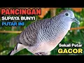 Download Lagu Perkutut Lokal Gacor Suara Besar Pancingan Burung Perkutut Agar Cepat Bunyi.