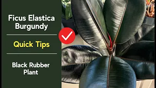Ficus Elastica Burgundy Care Quick Essential Tips Rubber Plant