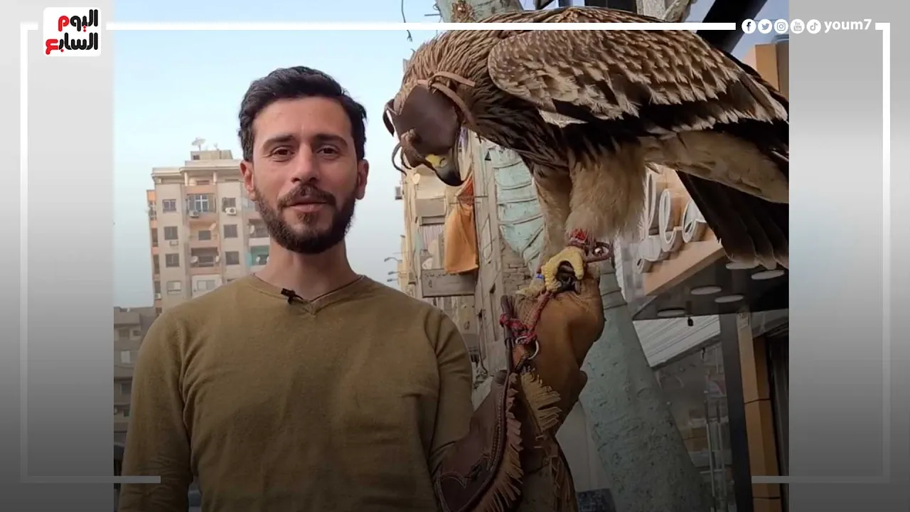 العقاب أقوى طائر جارح أقوى من النسر والصقر.. الطيور بتخاف منه وموجود على علم مصر
