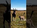Download Lagu Antilope-tegenaanval Luipaard Dierenwereld Grappige Dieren Video Luipaard Antilope Antilope Teller