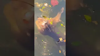                              دندنها