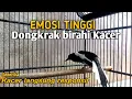 Download Lagu 🛑Pancingan suara burung kacer agar Kacer cepat gacor dan menaikan birahi kacer