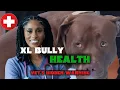 The Silent Killer Every XL American Bully Owner Must Know