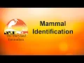 Mammal Identification