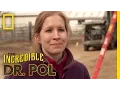 Polments Dr Emily s Dairy Swing Plunge The Incredible Dr Pol