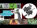 Powerful Herbs to Repel Witches and Wizards Boost Spiritual Energy Mystical Herbal Guide