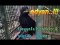 Download Lagu Suara Burung Ciung Batu Paruh Kuning.. Gacor  parah !!!