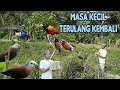 Download Lagu SERUNYA MIKAT EMPRIT KAJI MENGUNAKAN MP3,,SUARANYA GACOR HABISSS