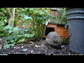 Prickles The Hedgehog Homemaking