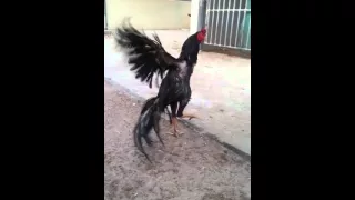 ديك تايلندي مستورد 