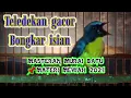 Download Lagu TELEDEKAN GACOR BONGKAR ISIAN || Cocok buat masteran Murai Batu