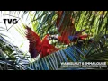 Wankelmut & Emma Louise - Jungle (Oleska ft. Martha Paton Cover)