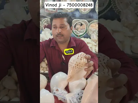 शंखों की दुनिया मैं ये भी शंख मिलता हैं गौरी शंकर शंख #shanks #seashells