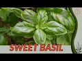 Download Lagu SWEET BASIL Information and Growing Tips! (Ocimum basilicum)