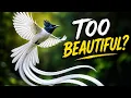Bird That Looks Too Beautiful To Be Real Asian Paradise Flycatcher