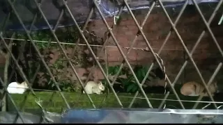 বাবা - মা এবং ছেলে খাবার জন্য লাইন দিয়েছে এই সন্ধ্যায়!
