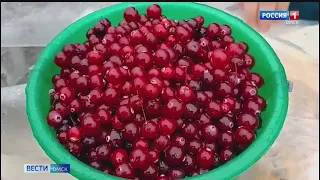 В Омске резко подорожали клюква и кедровые орехи