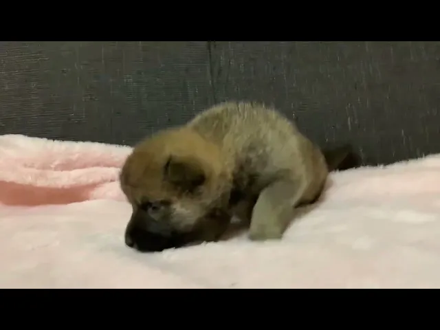 動画
