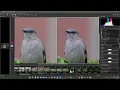 Capture NX-D Nikon Photography RAW developer