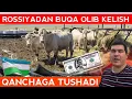 Download Lagu ROSSIYADAN BUQA OLIB KELISH QANCHAGA TUSHADI? YO’LGA XARAJATLAR,DOKUMENT NARXLARI