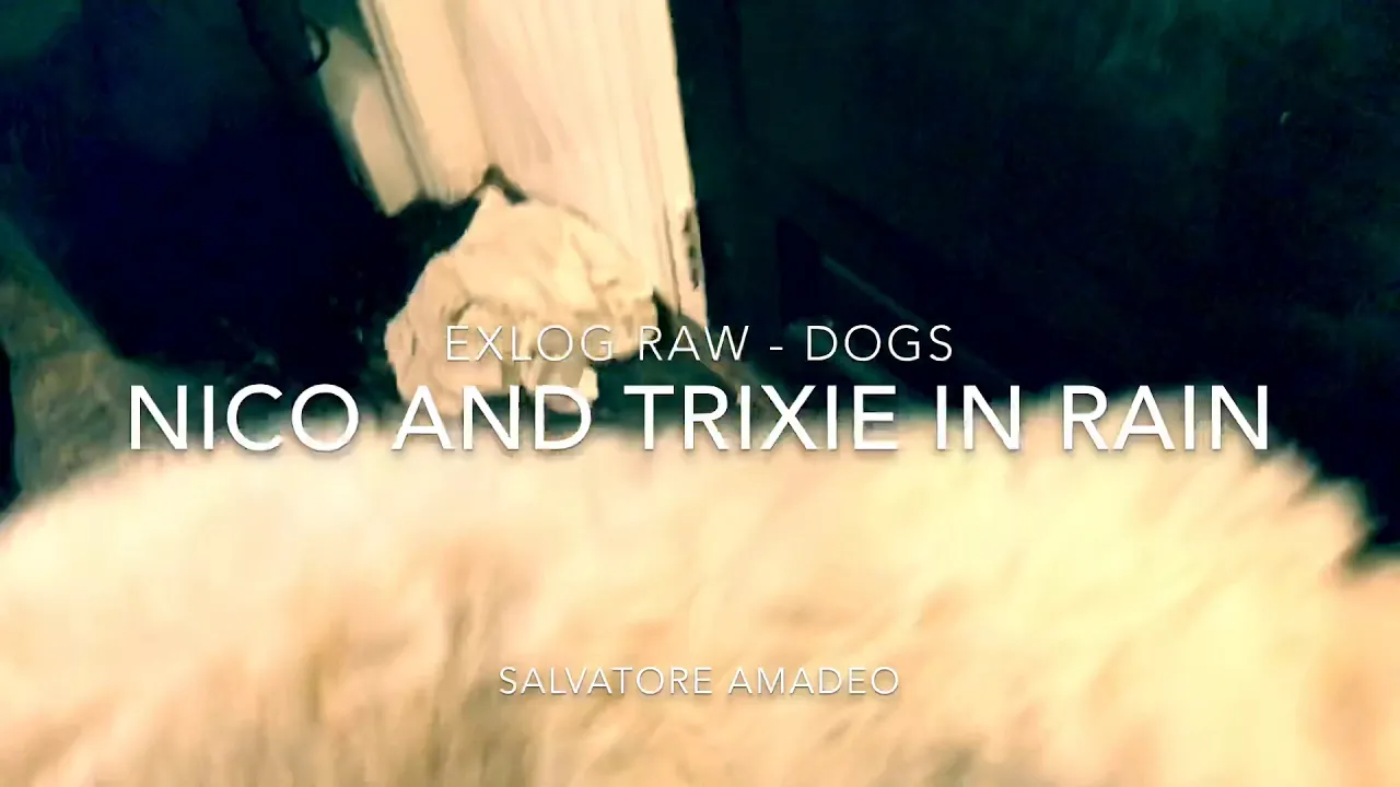 ExLog Raw - Dogs | Nico and Trixie in Rain