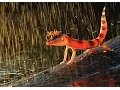 Download Lagu rain with lightning sound effects - efek suara hujan dan petir #2