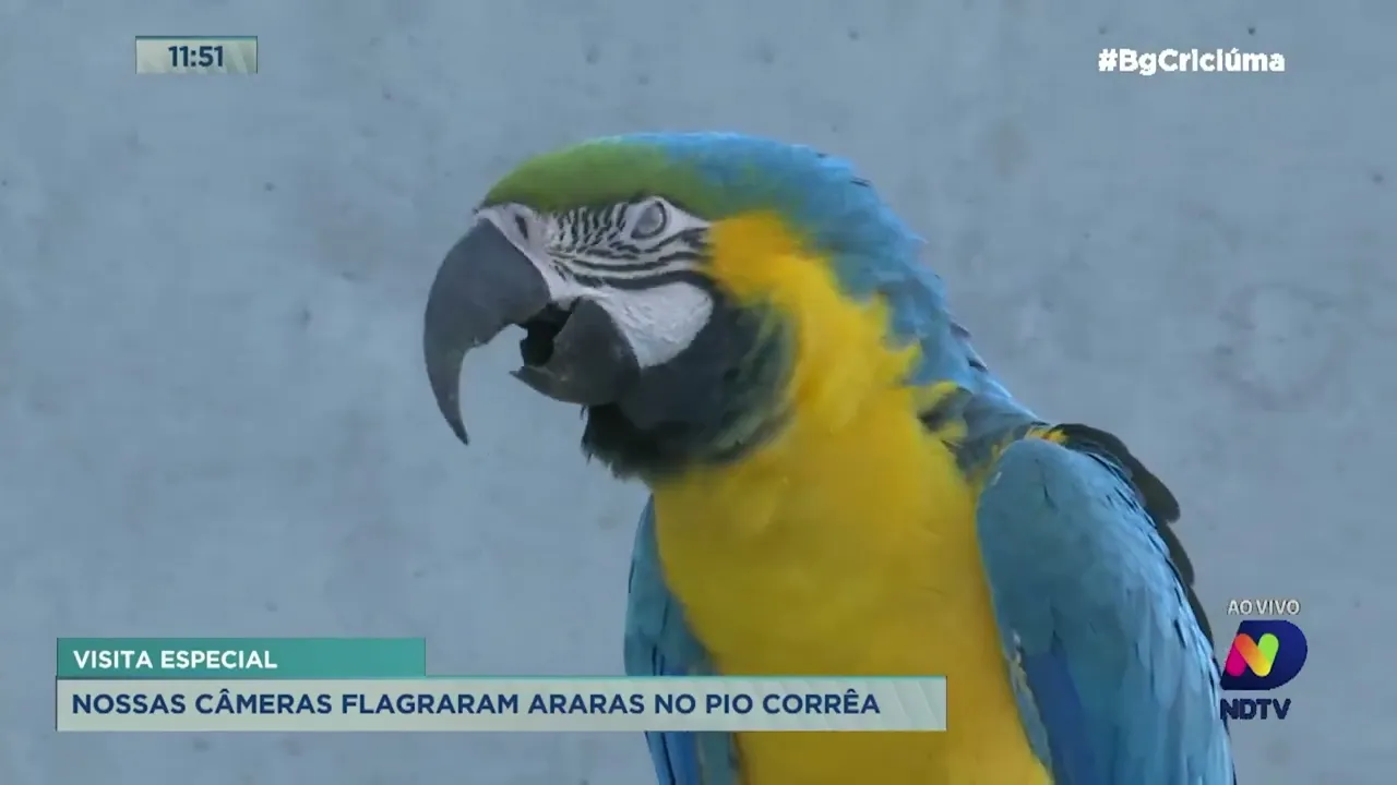 Araras que vivem soltas são flagradas no Pio Corrêa