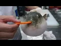 Pufferfish eating a carrot