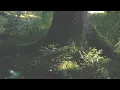 Light Music - instrumental, yoga, think, relax - relaxdaily N°098