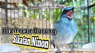 Download Suara Sikatan Ninon Gacor Cocok Untuk Masteran MP3