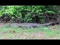 Tennessee seeing more alligators
