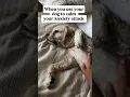 Download Lagu How to calm your nervous system #therapydog #therapy #cute #cockerspaniel #funny #comedy