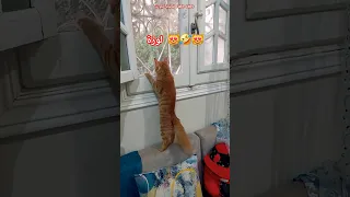 لوزة واقفة في الشباك و فلفل موافق قطط مضحكة Funny Cat Vedios Shorts Cat  لوزة واقفة في الشباك و فلفل موافق قطط مضحكة Funny Cat Vedios Shorts Cat