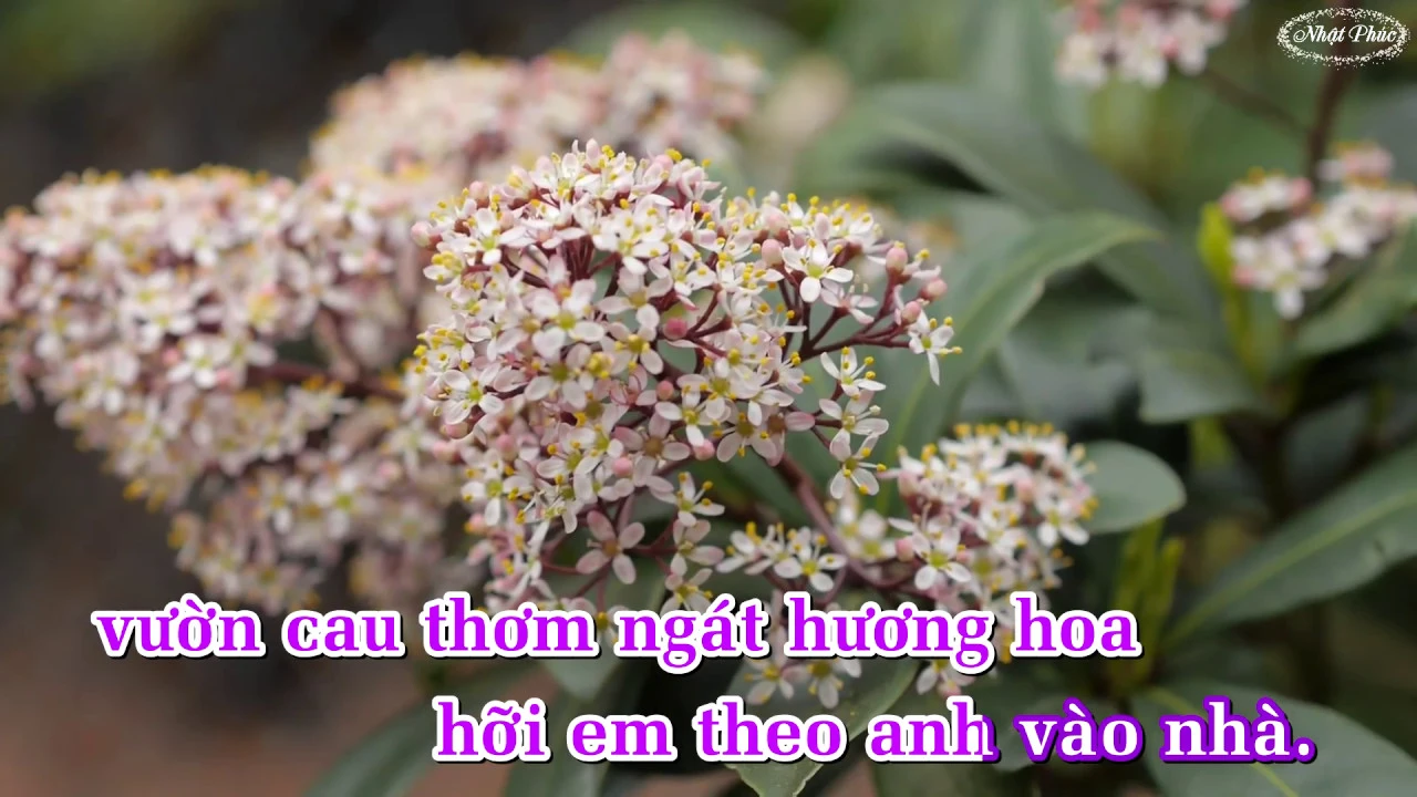 Rước tình về với quê hương⚜️Bá Thành&...⚜️
