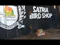 Lagu Info bongkaran hari rabu di satria birdshop perkutut 5k.cuma di sini yg lebih murah dr pasar pramuka