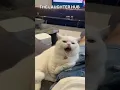 Lagu Aaa tu tu tu tu😹😸||#shortsfeed #funnyanmials #funnycat #shortsviral